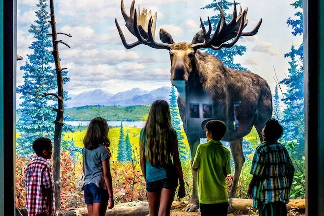 Children stand in front of a diorama featuring a moose at the Academy of Natural Sciences.