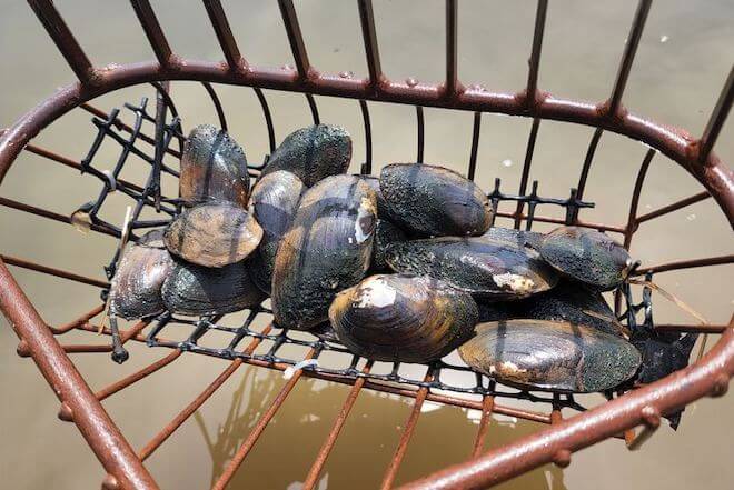 A red rake — much like a clam rake — holds about a dozen mature freshwater mussels.