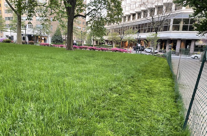 Grass in Rittenhouse Square, a park in Philadelphia.