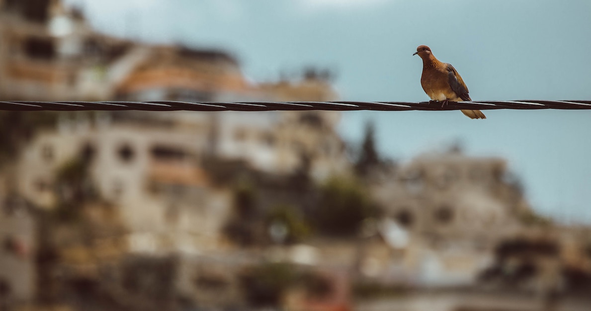 A mourning dove sits on a wire above an Israeli town and the sea.