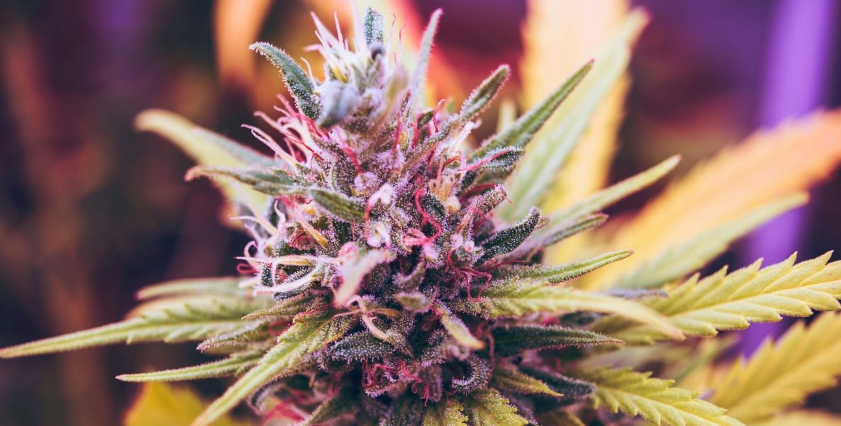 A purple tinted marijuana bud