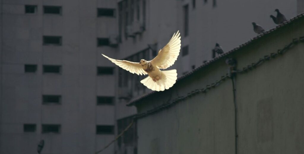 A white dove in flight, wings outstretched, gray concrete city buildings as the backdrop