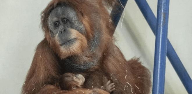 A Sumatran orangutan holds her six-week-old baby at the Philadelphia Zoo.