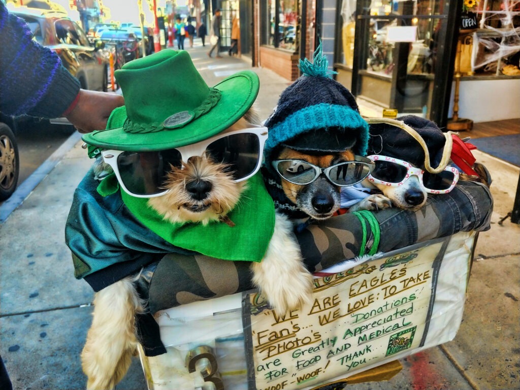 Three small dogs, all in sunglasses and hats — two green, one tricorn — sit in a bike basket with a sign that says "WE ARE EAGLES FAN'S ... WE LOVE TO TAKE PHOTOS ... Donations are Greatly Appreciated FOR FOOD AND MEDICAL ... WOOF WOOF! Thank you."