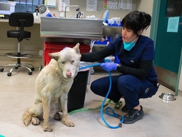 A white but dirty large dog sits, leashed, beside a vet tech who is crouching, wearing gloves and scrubs, inside an office / veterinarian setting.