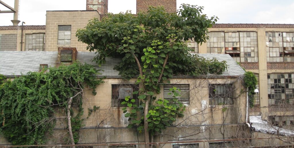 An abandoned factory overgrown with vines.