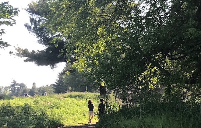 The FDR Park "meadows," before it lost dozens of heritage trees.