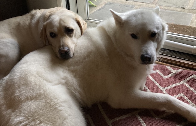 Two dogs, a yellow lab and white Husky mix, lie in front of a glass door at the Wongs' home.